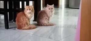 ১+ বছরের ফিমেল পিওরব্রেড পার্সিয়ান বিড়াল
