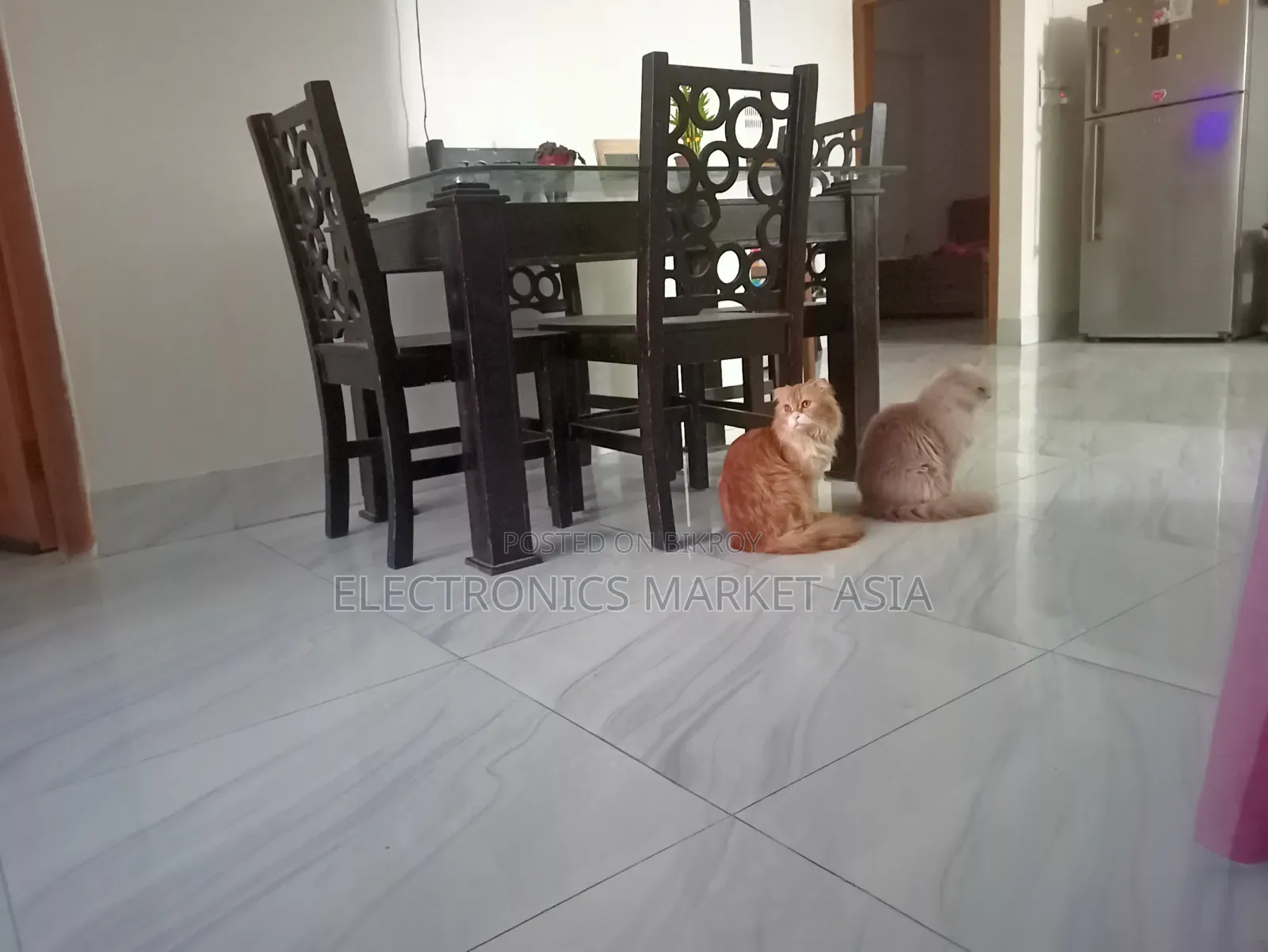 ১+ বছরের ফিমেল পিওরব্রেড পার্সিয়ান বিড়াল