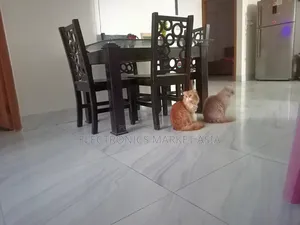 ১+ বছরের ফিমেল পিওরব্রেড পার্সিয়ান বিড়াল