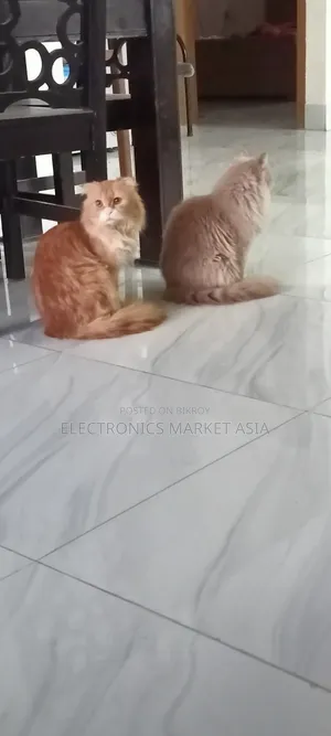 ১+ বছরের ফিমেল পিওরব্রেড পার্সিয়ান বিড়াল