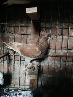 3 Female Pigeons for Sale