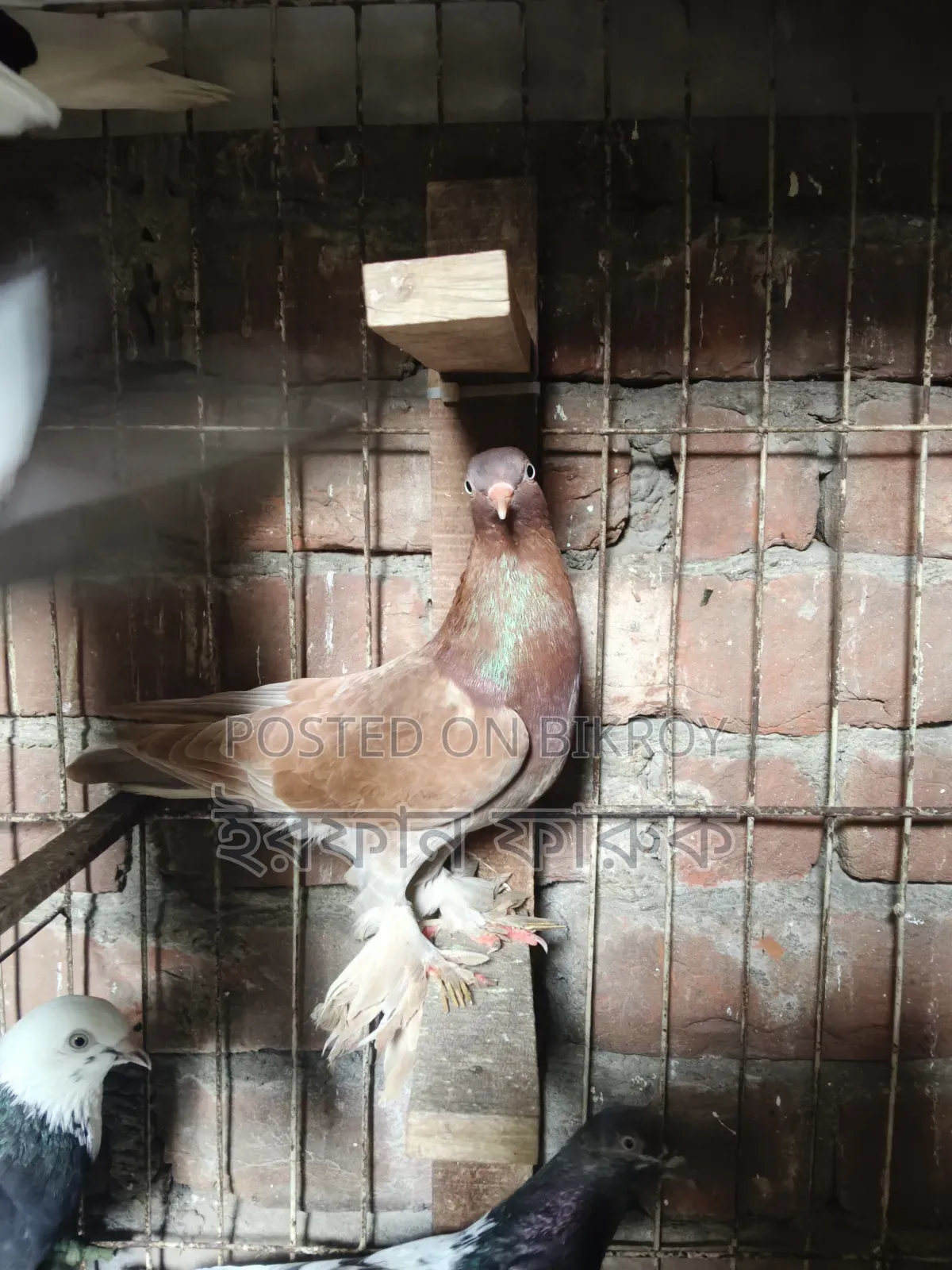 3 Female Pigeons for Sale