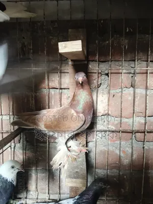 3 Female Pigeons for Sale