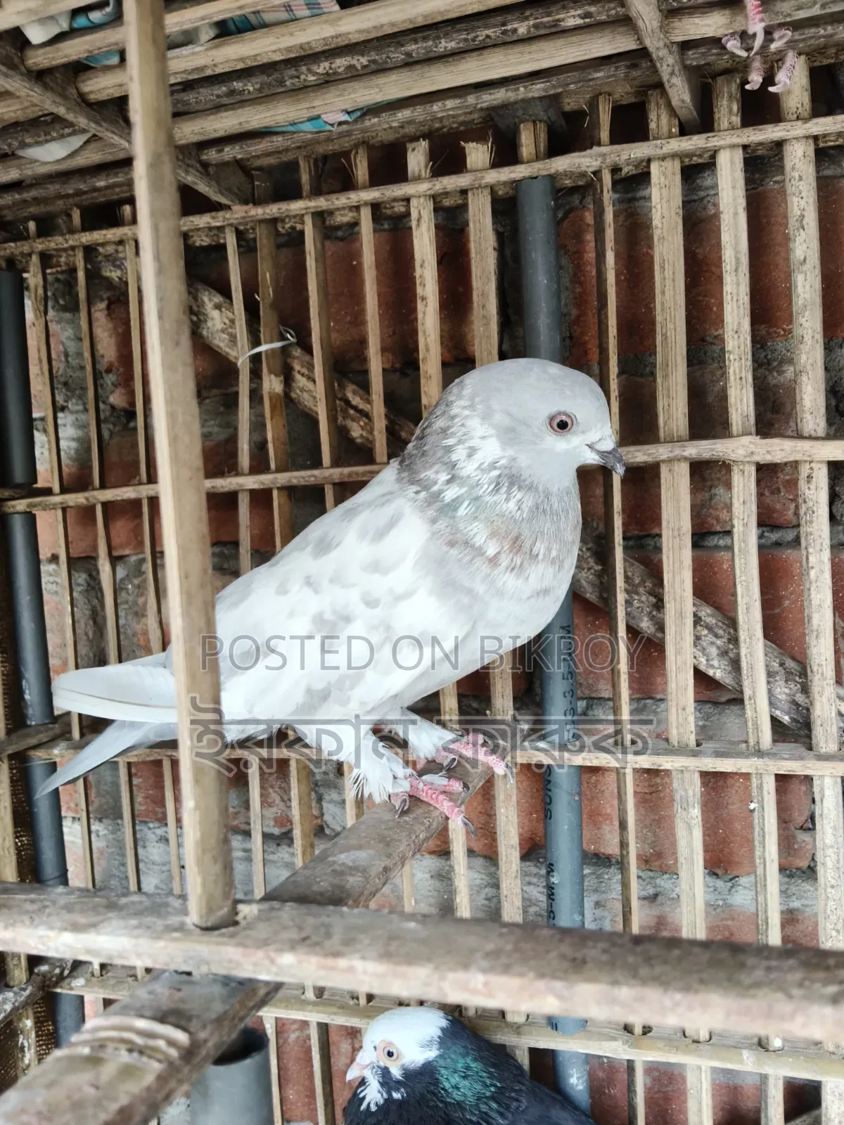 3 Female Pigeons for Sale