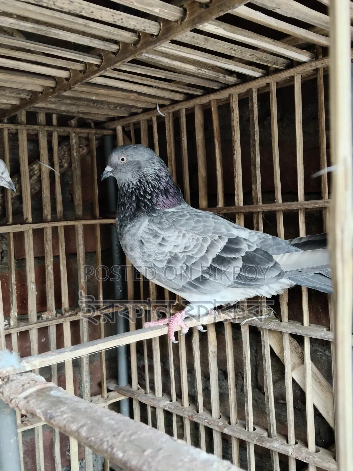 3 Female Pigeons for Sale