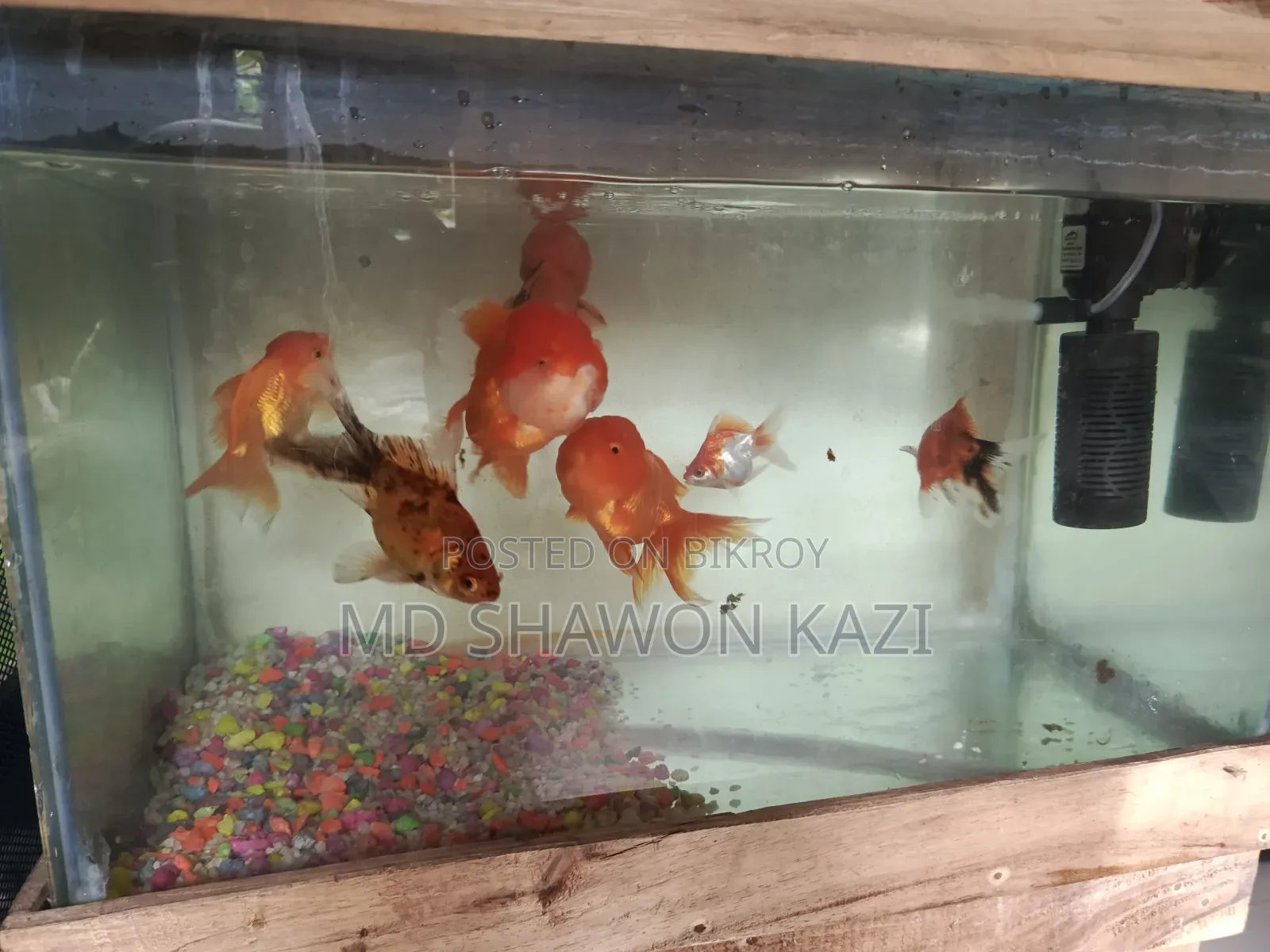 Full Aquarium Setup with 7 Oranda Goldfish for Sale