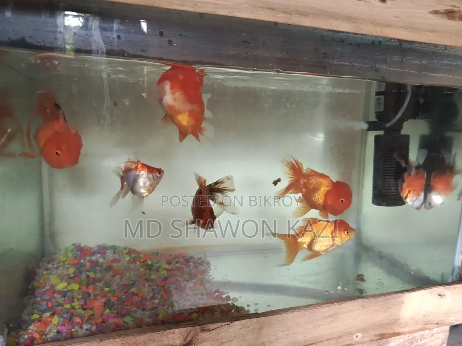 Full Aquarium Setup with 7 Oranda Goldfish for Sale