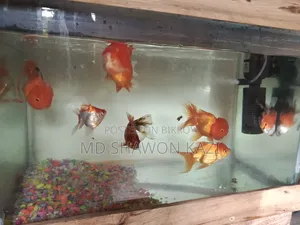 Full Aquarium Setup with 7 Oranda Goldfish for Sale