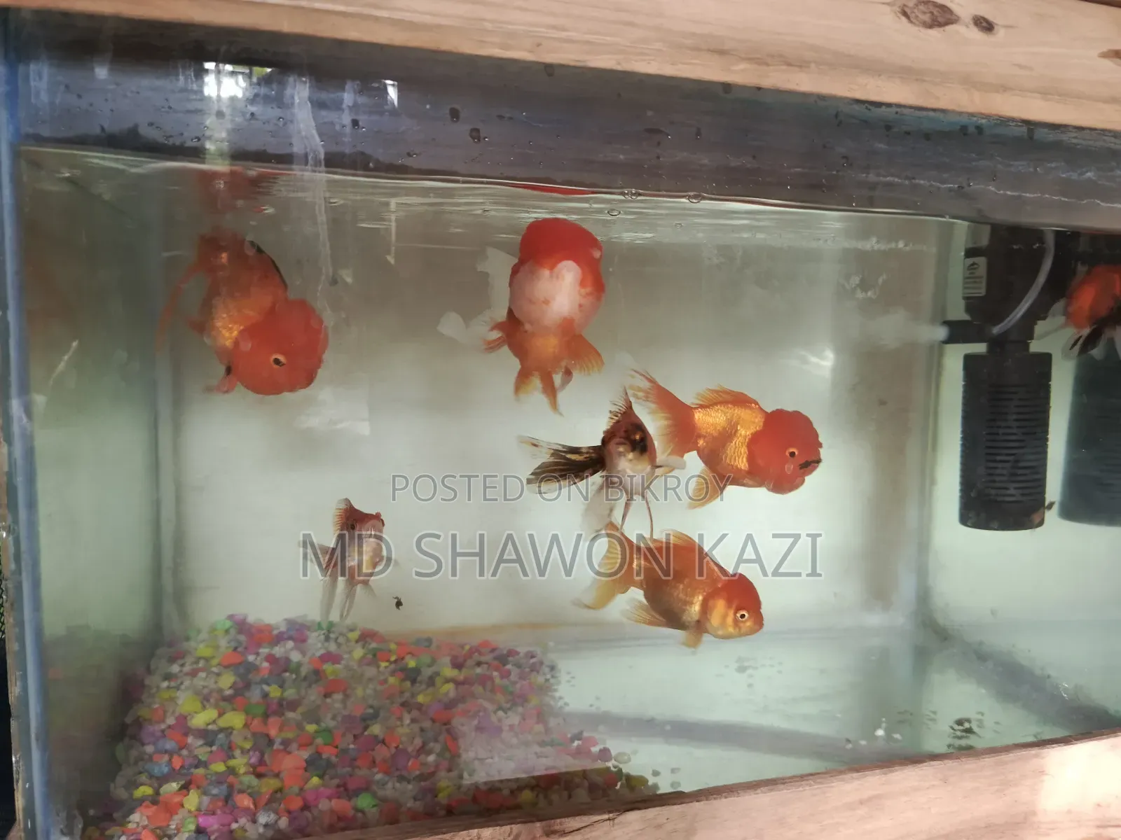 Full Aquarium Setup with 7 Oranda Goldfish for Sale