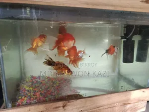 Full Aquarium Setup with 7 Oranda Goldfish for Sale