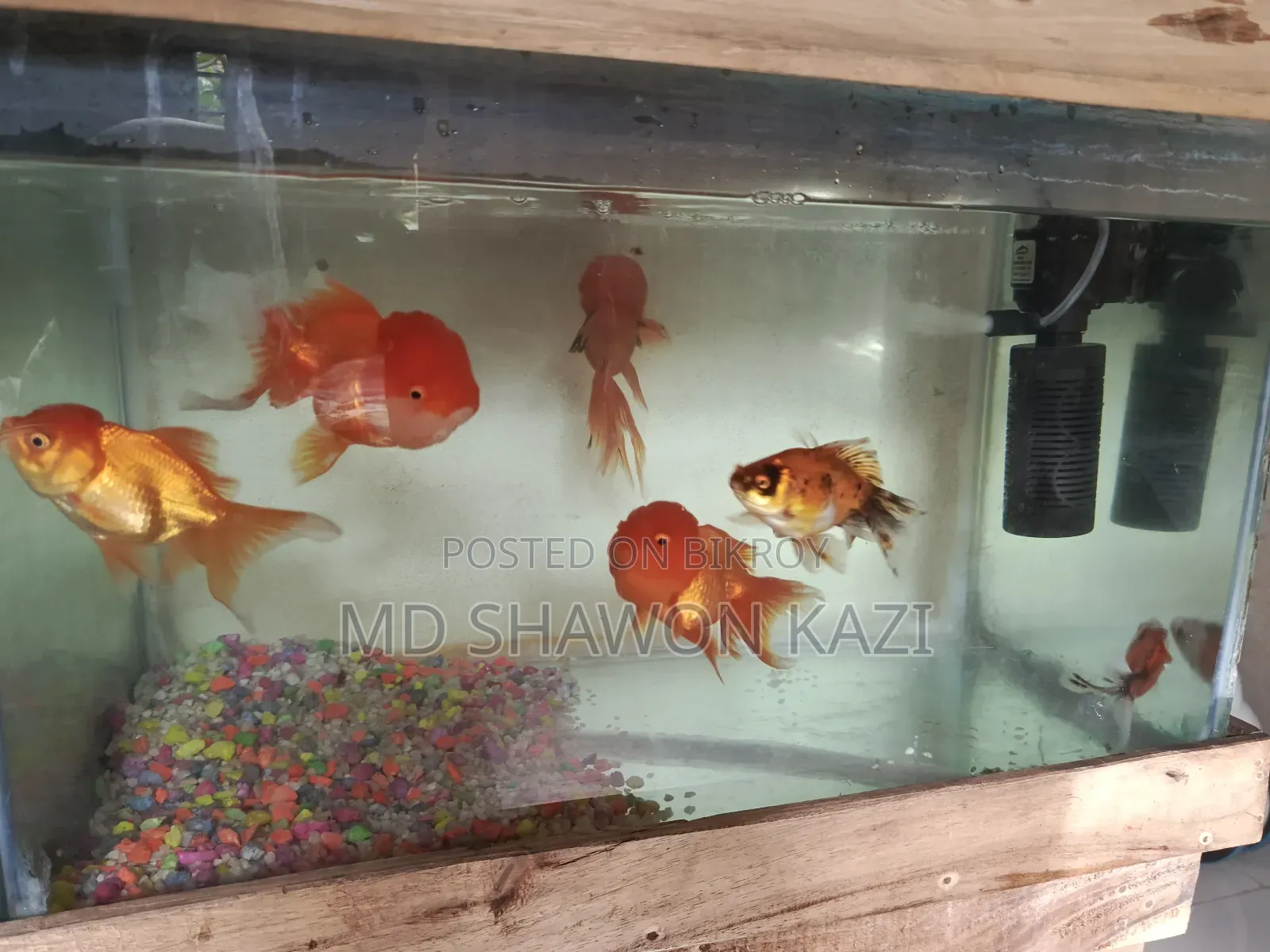 Full Aquarium Setup with 7 Oranda Goldfish for Sale