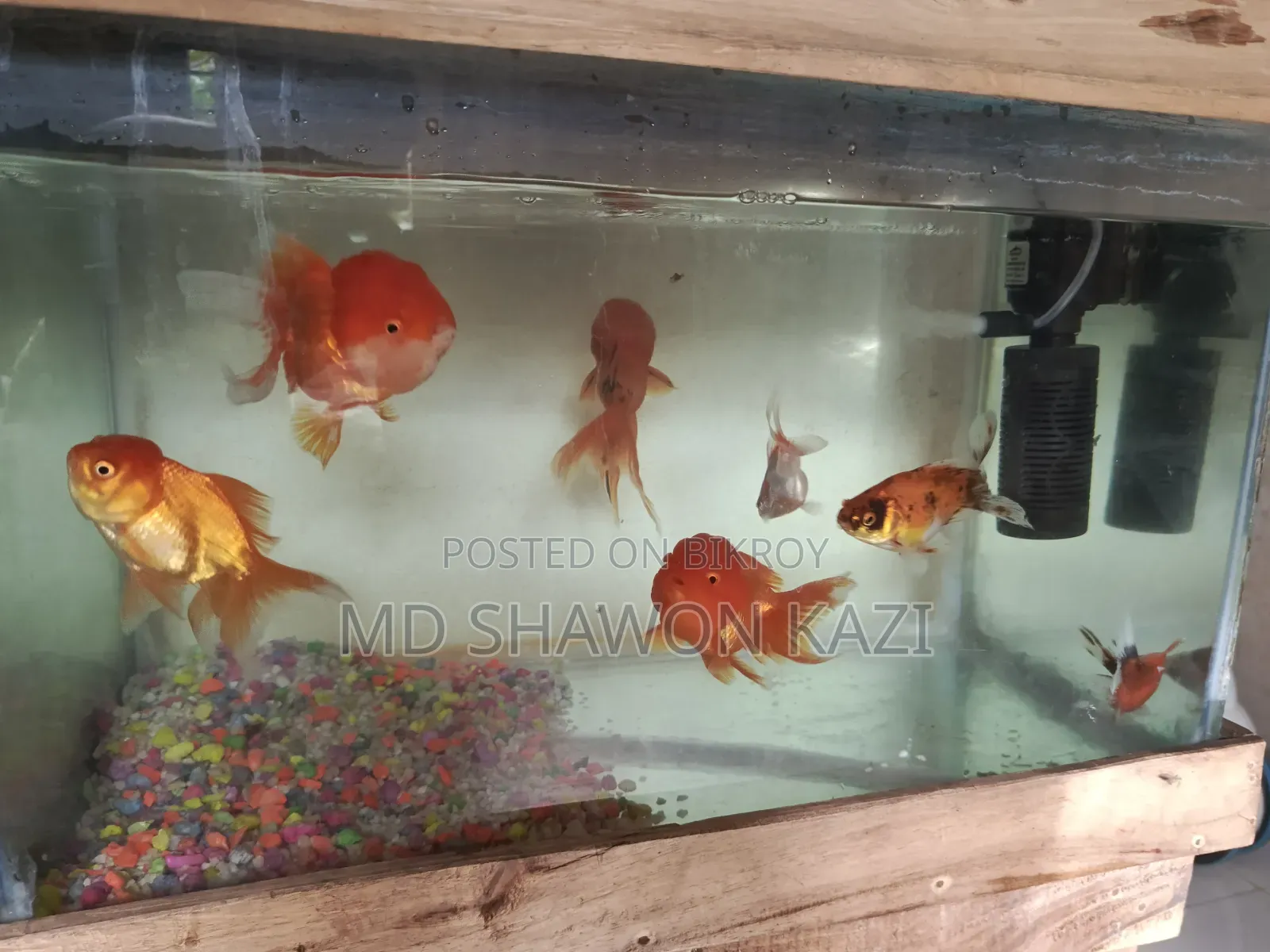 Full Aquarium Setup with 7 Oranda Goldfish for Sale