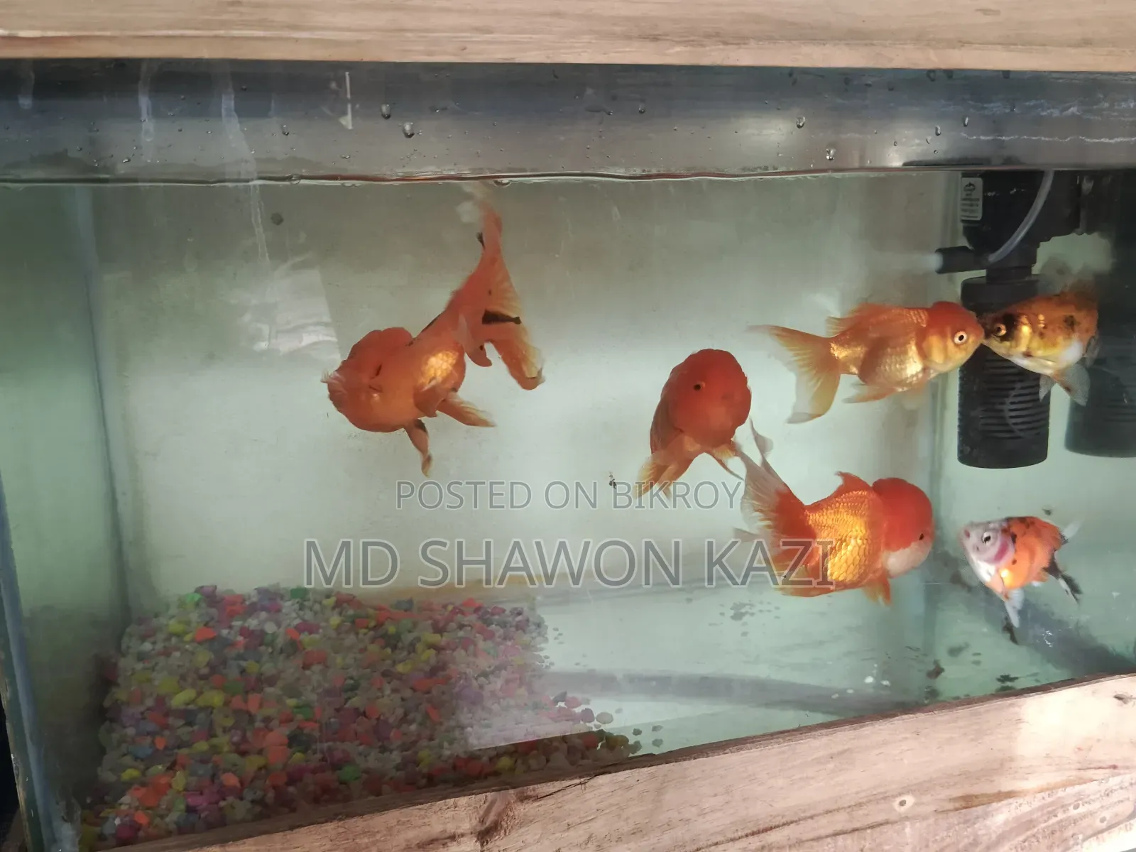 Full Aquarium Setup with 7 Oranda Goldfish for Sale