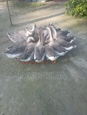 Geese for sale