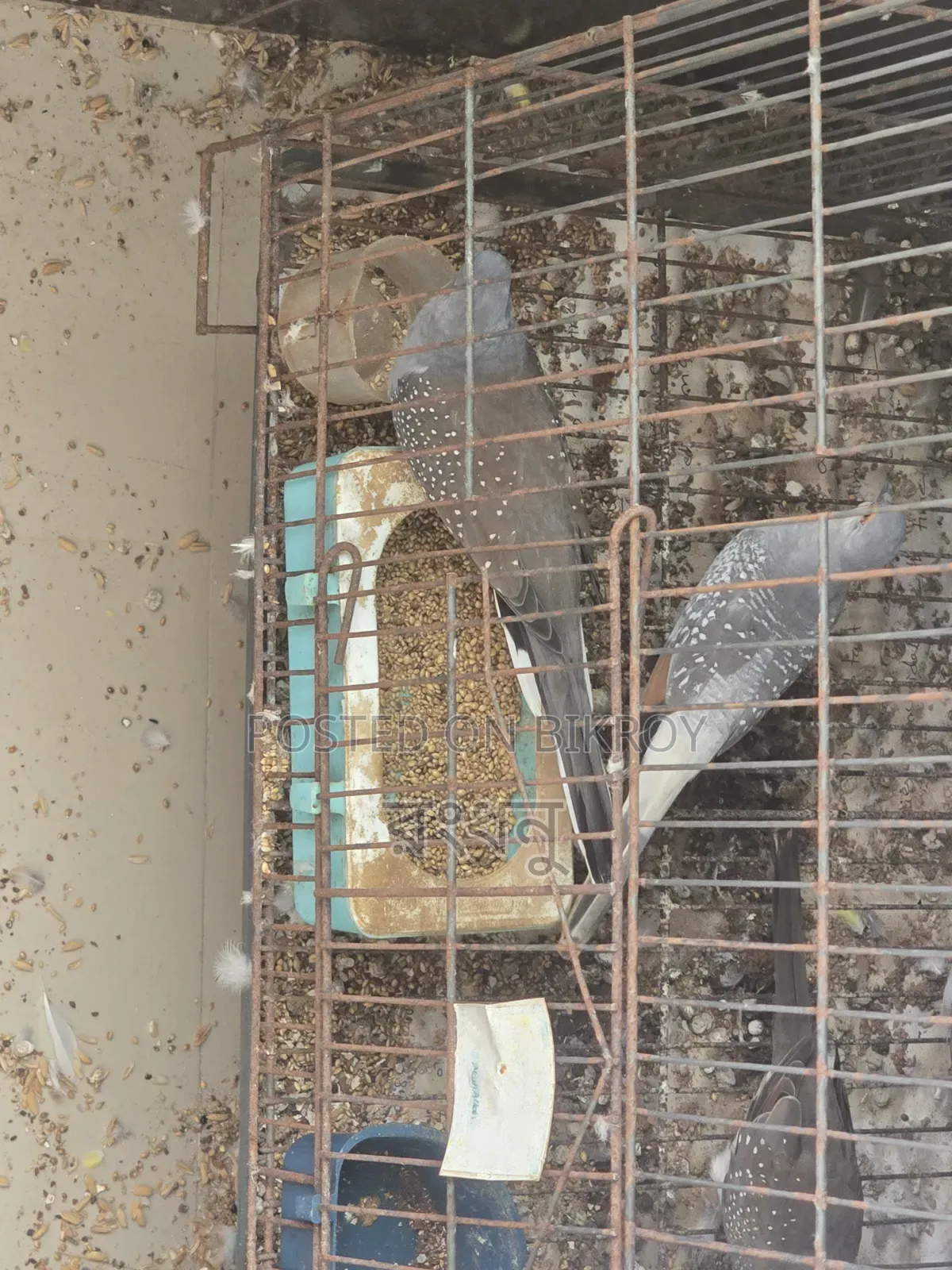 Running Diamond Dove