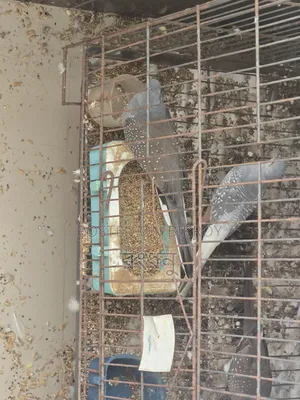 Running Diamond Dove