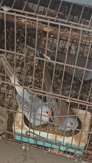 Running Diamond Dove