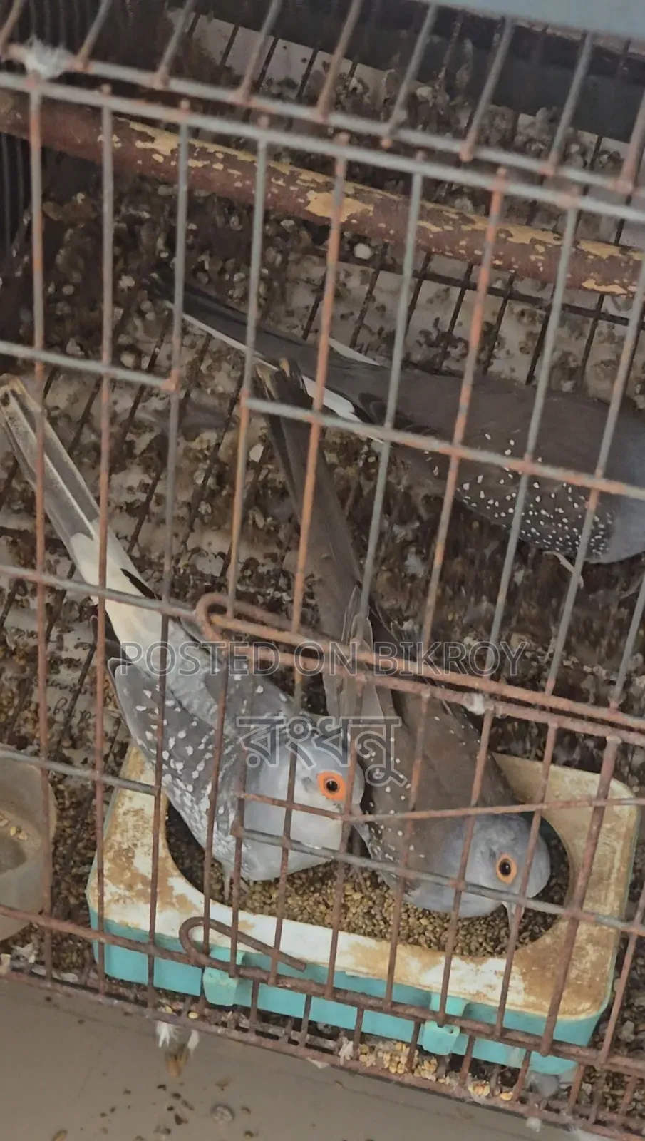 Running Diamond Dove