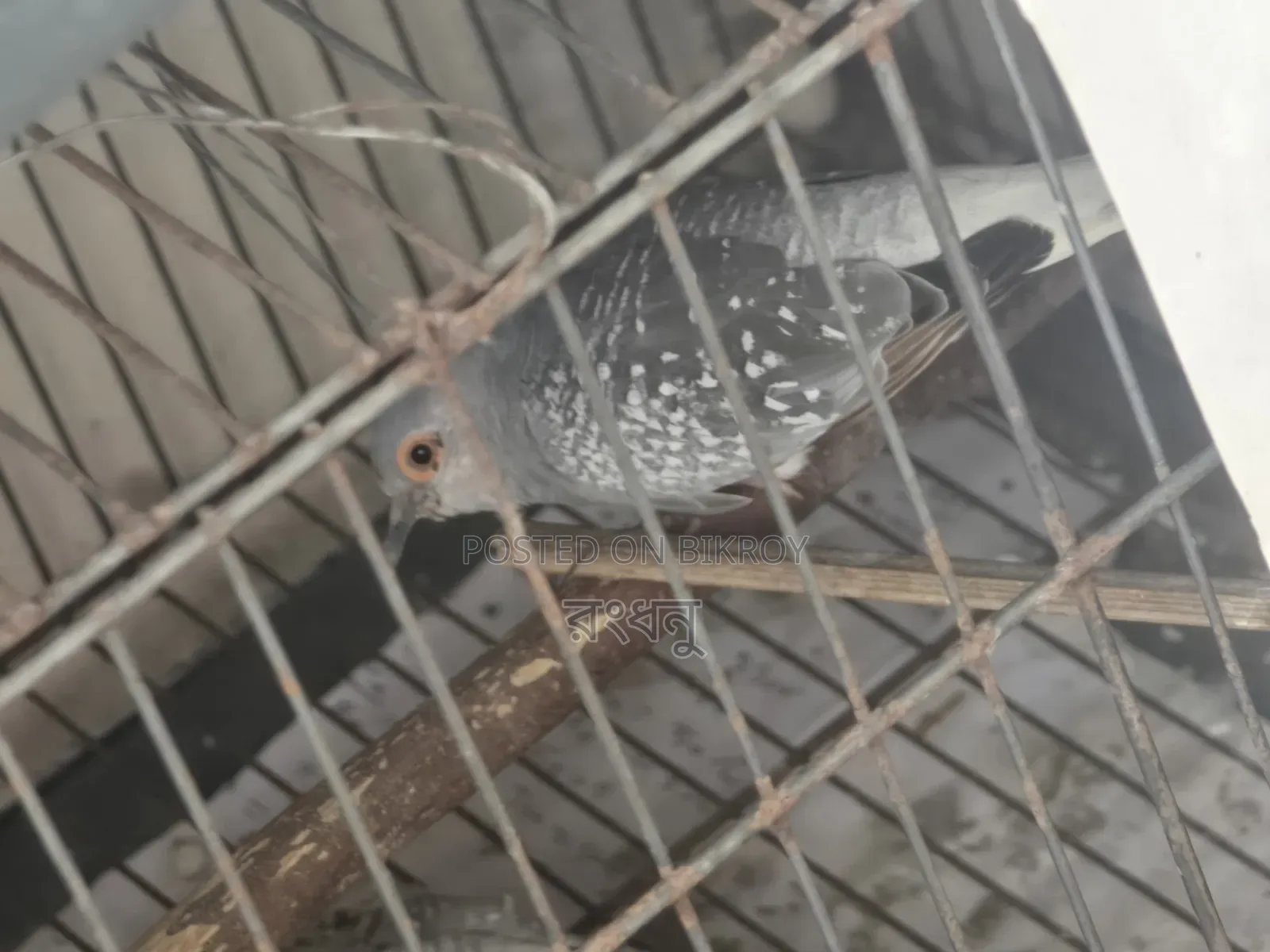 Running Diamond Dove