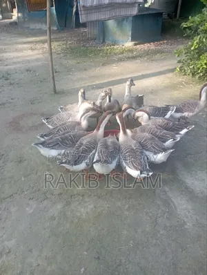 রাজহাঁস বিক্রয় করা হবে