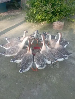 রাজহাঁস বিক্রয় করা হবে