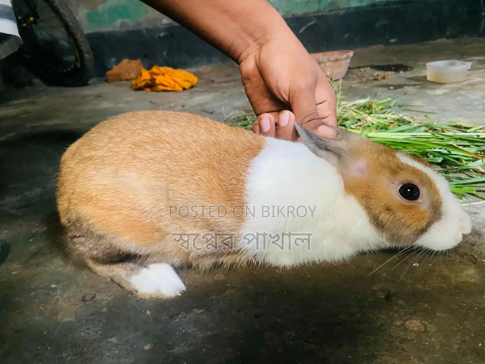 2 Rabbits ( খরগোশ )