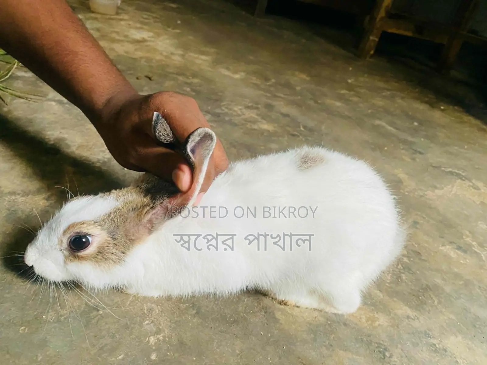 2 Rabbits ( খরগোশ )