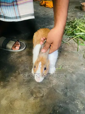 2 Rabbits ( খরগোশ )