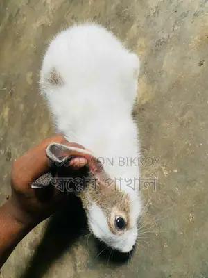 2 Rabbits ( খরগোশ )