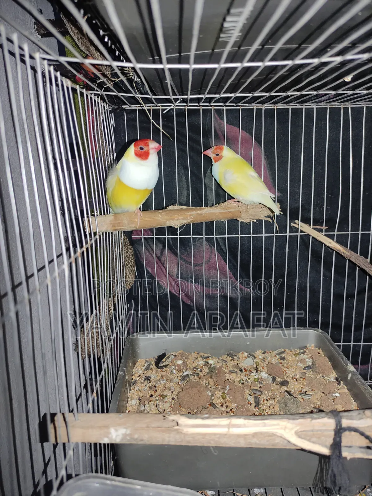 Golden Prince Exchange for Sale