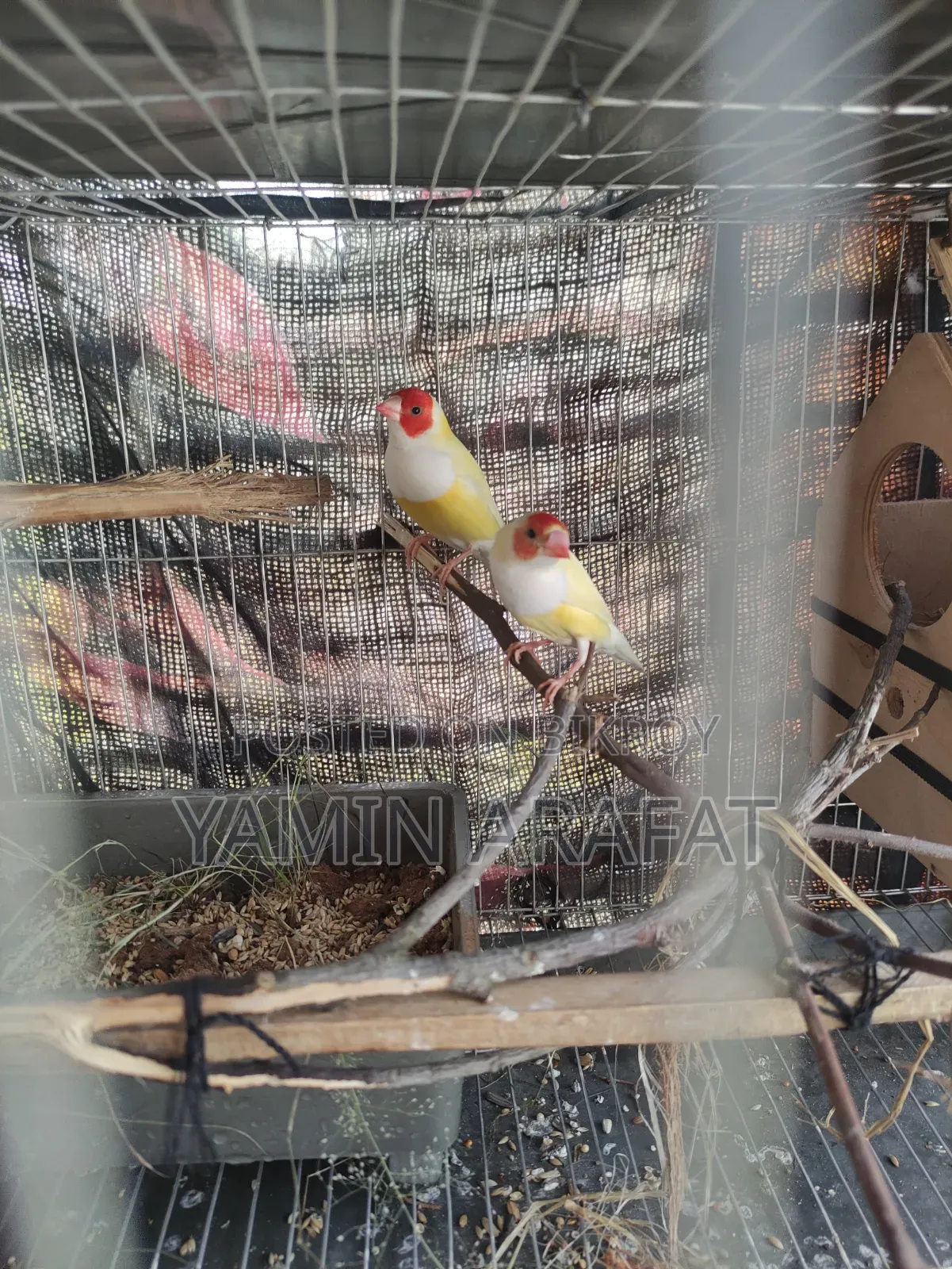 Golden Prince Exchange for Sale