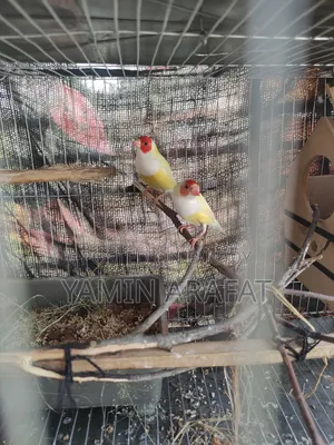 Golden Prince Exchange for Sale