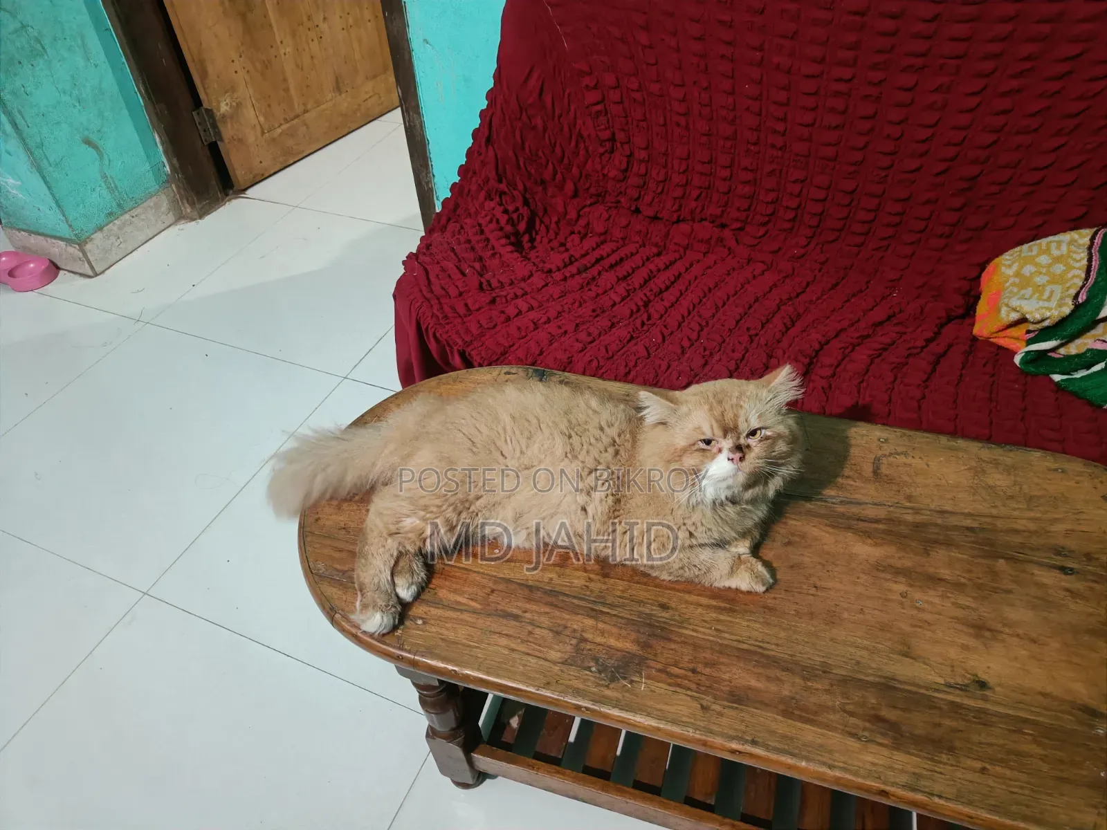 1+ Year Male Purebred Persian Cat