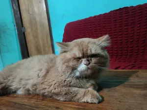 1+ Year Male Purebred Persian Cat