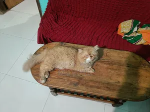 1+ Year Male Purebred Persian Cat