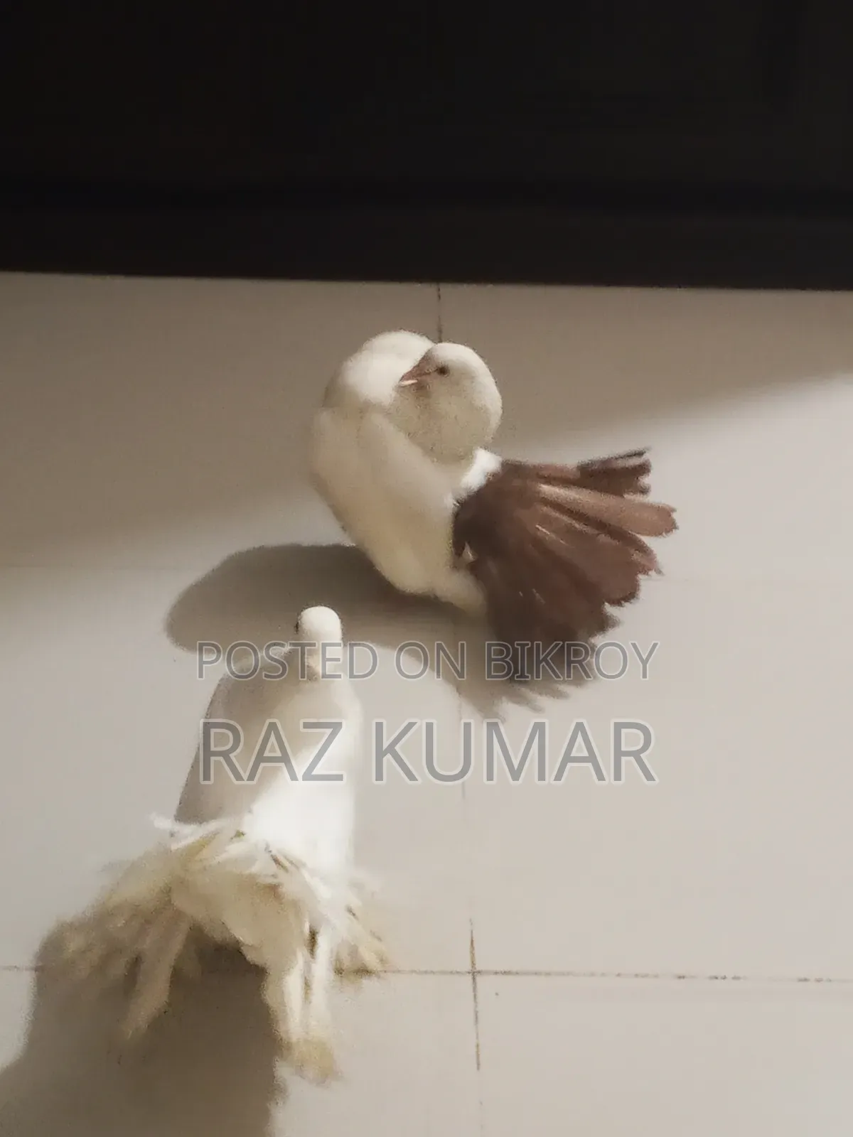 লক্ষা মাদি, ফেনটেল নর