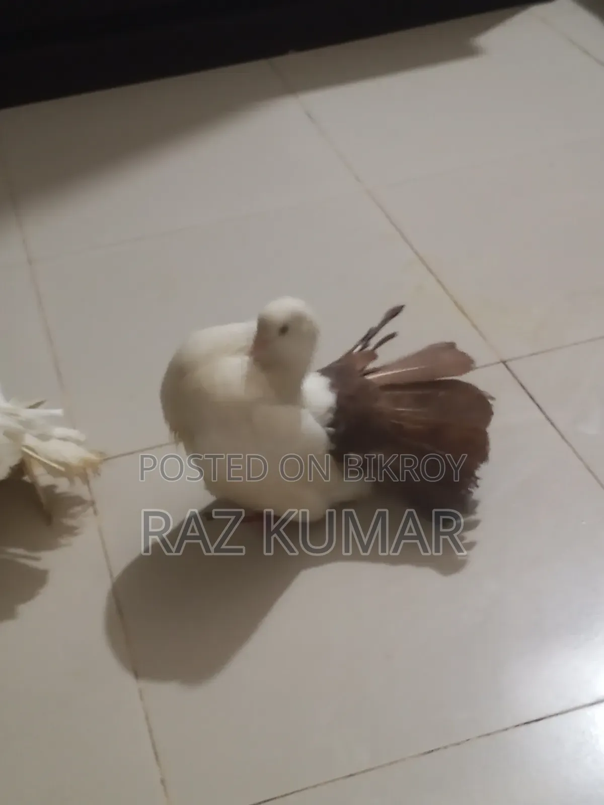 লক্ষা মাদি, ফেনটেল নর