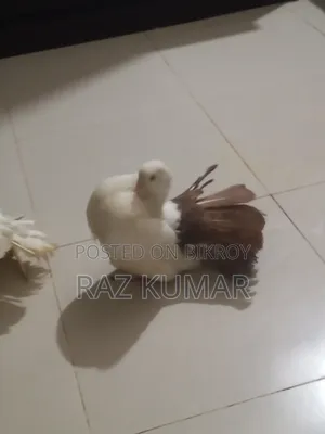 লক্ষা মাদি, ফেনটেল নর