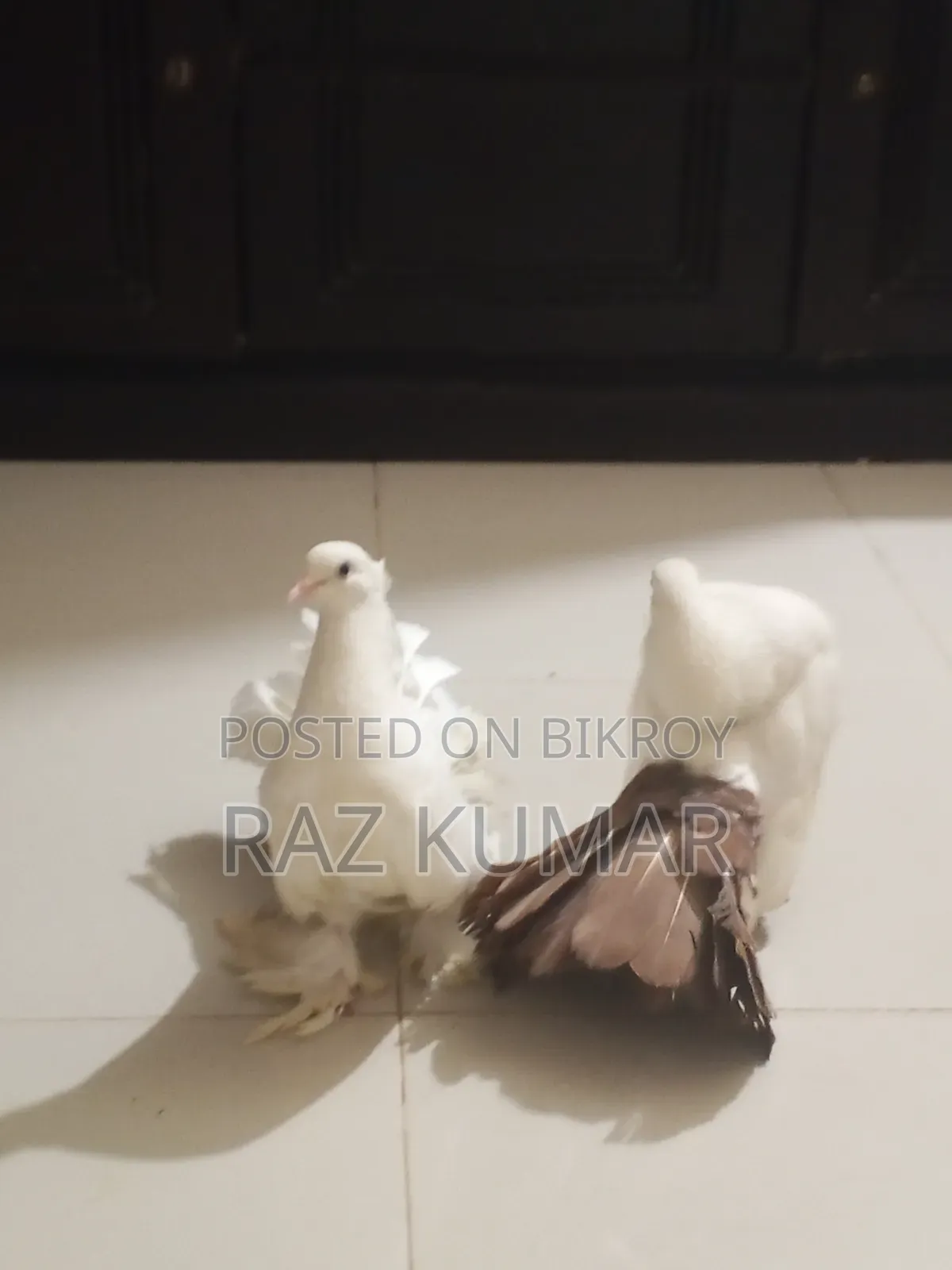 লক্ষা মাদি, ফেনটেল নর