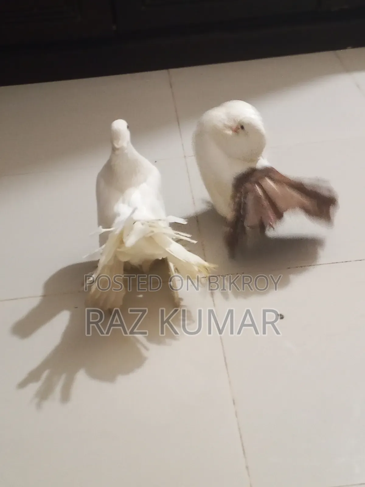 লক্ষা মাদি, ফেনটেল নর