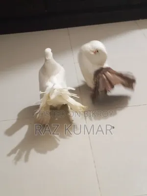 লক্ষা মাদি, ফেনটেল নর