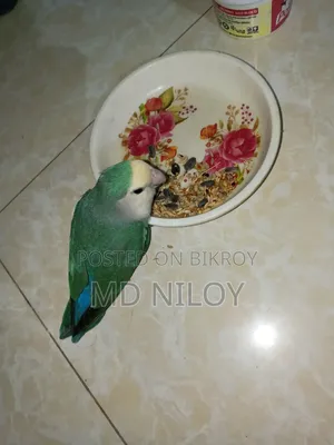 Sea Green/Turquoise Peach-Faced Lovebird