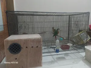 ডবল রেড ফেক্টর রানিং গ্রীন চিক কোনুর পেয়ার