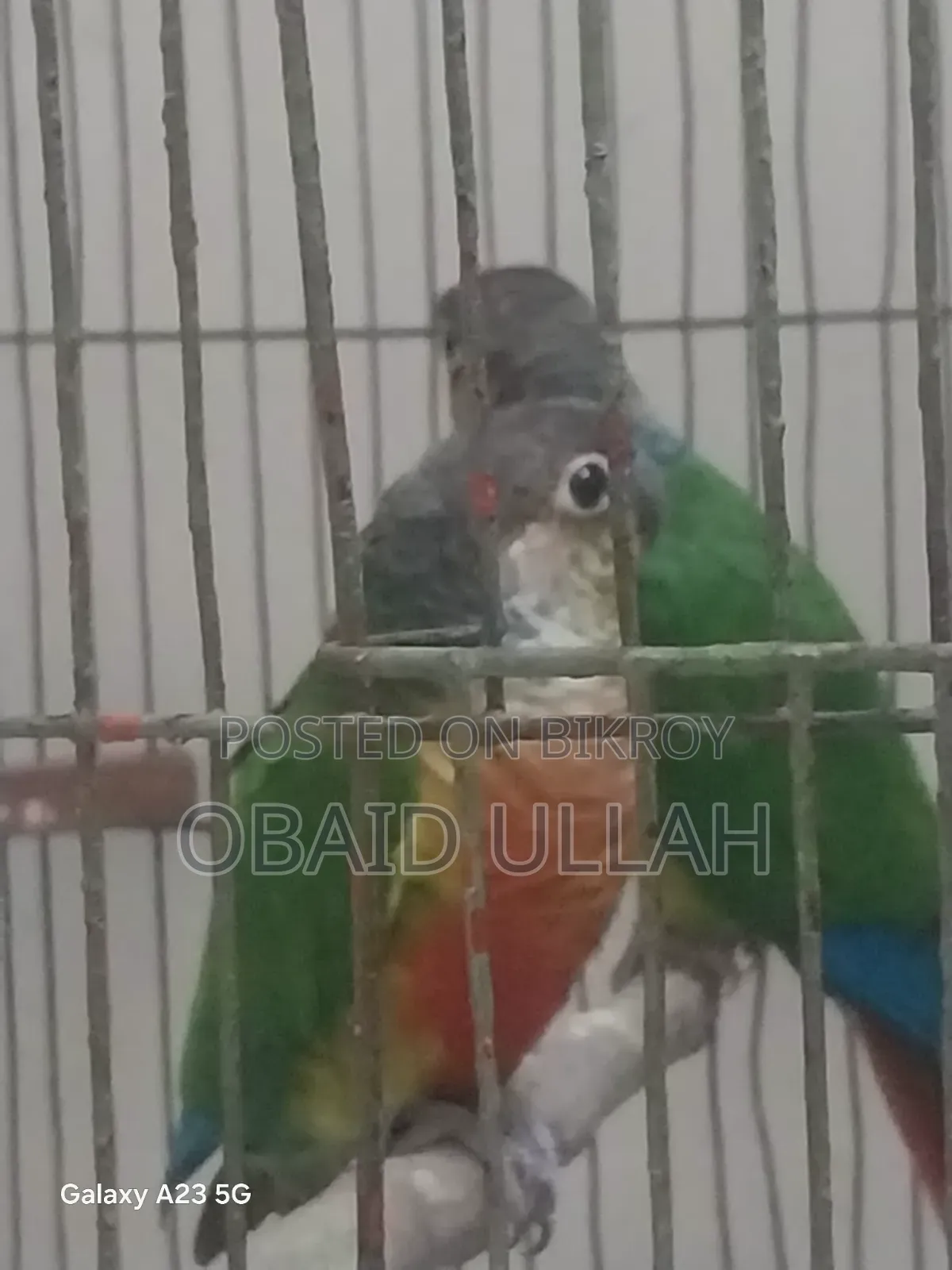 ডবল রেড ফেক্টর রানিং গ্রীন চিক কোনুর পেয়ার