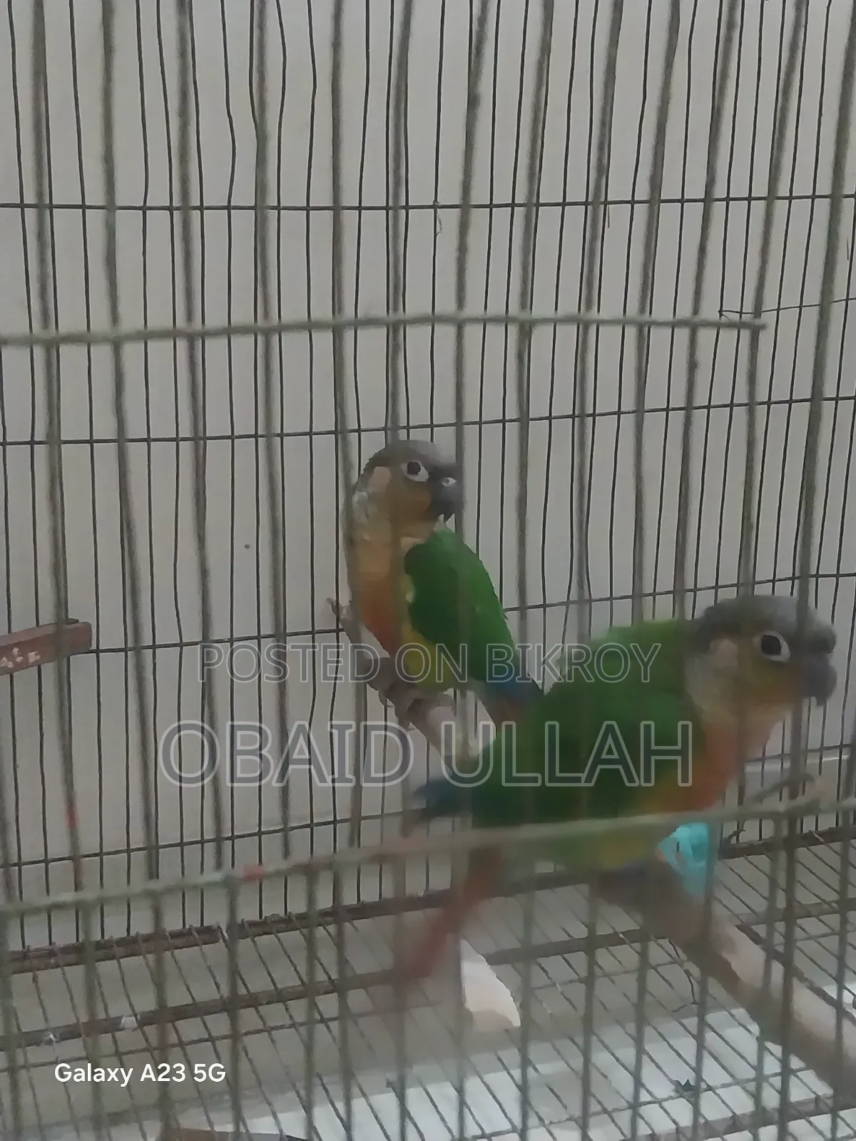 ডবল রেড ফেক্টর রানিং গ্রীন চিক কোনুর পেয়ার