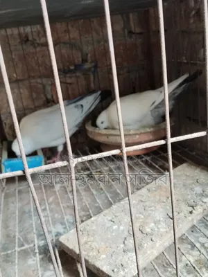 কালদম/মুসালদম