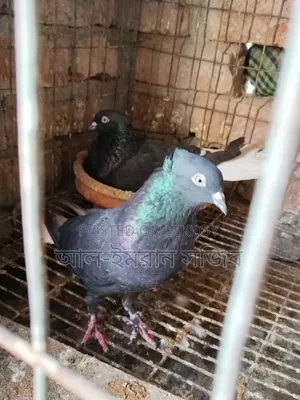 কালদম/মুসালদম