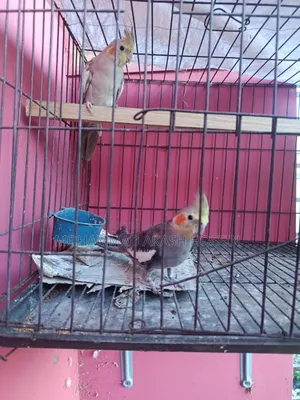 Selling a pair of Cockatiel birds
