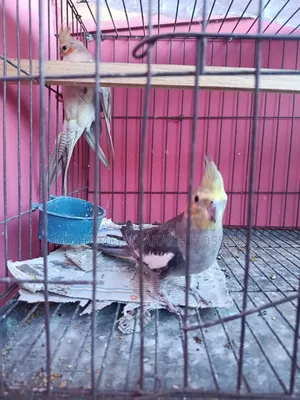 Selling a pair of Cockatiel birds
