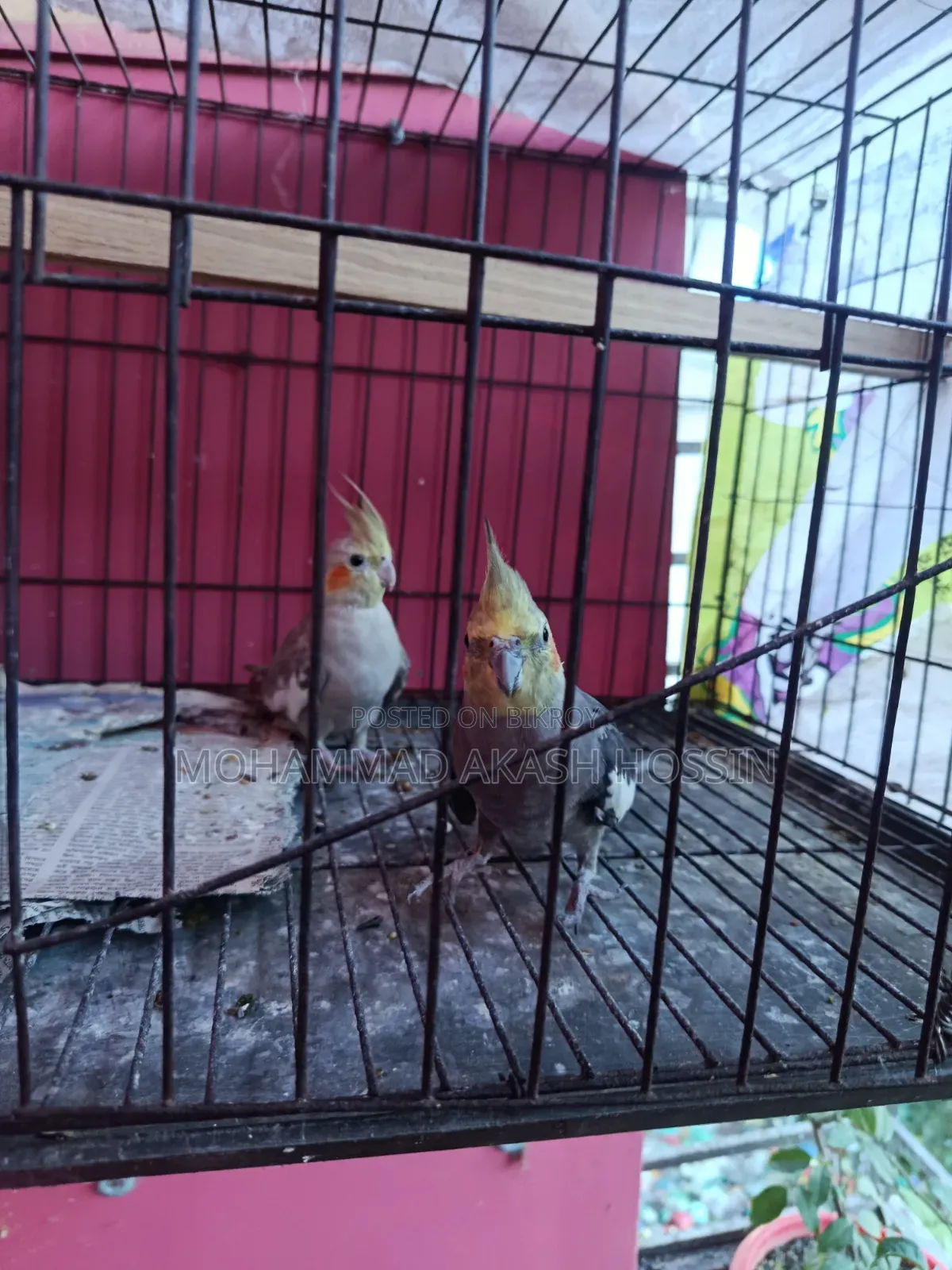 Selling a pair of Cockatiel birds